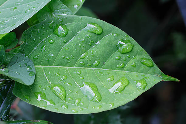 How to spot Japanese Knotweed before its too late...